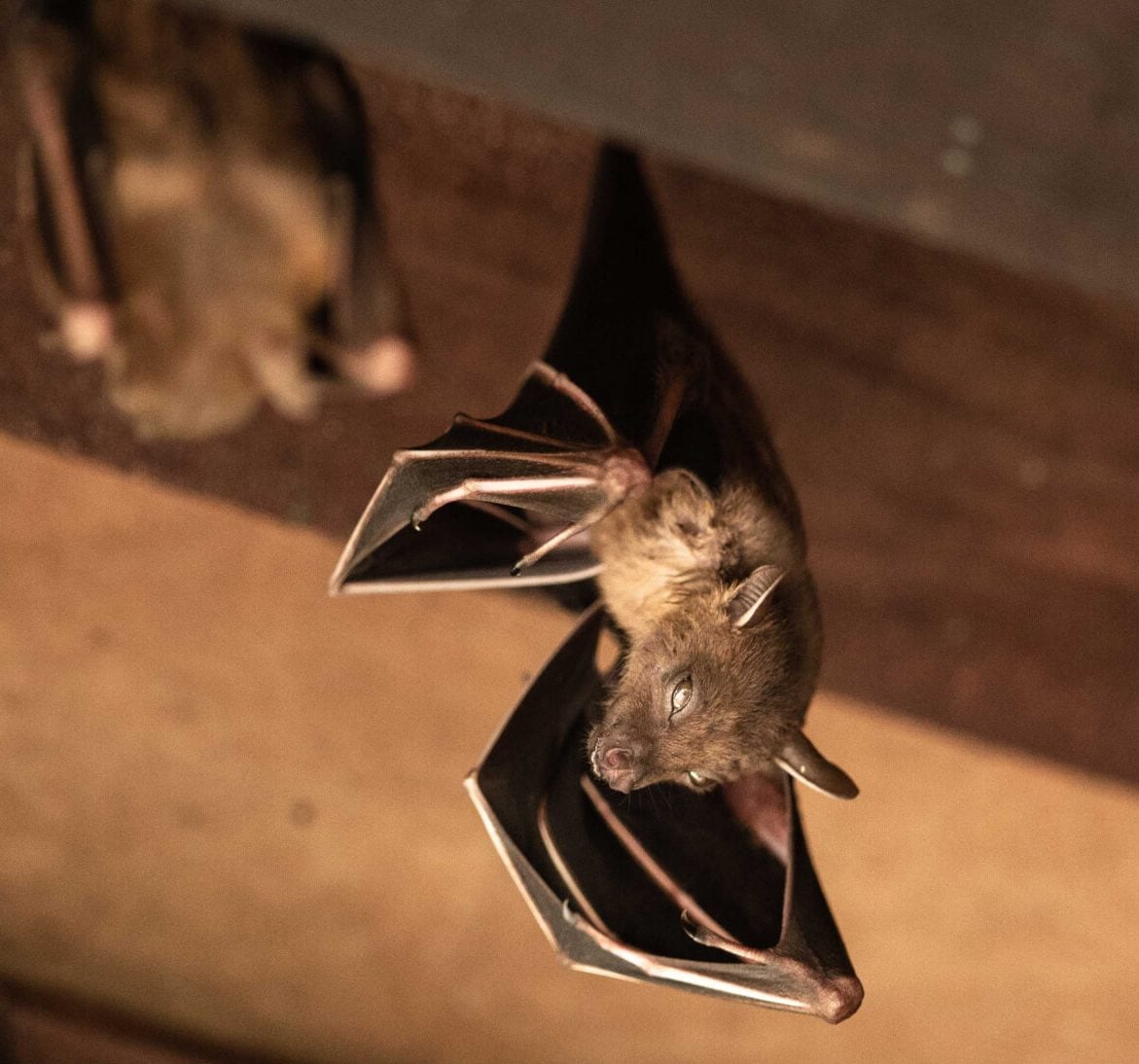 Expert bat removal services for a safe and humane solution in Milwaukee